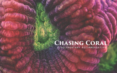 Chasing Coral – A Documentary recommendation
