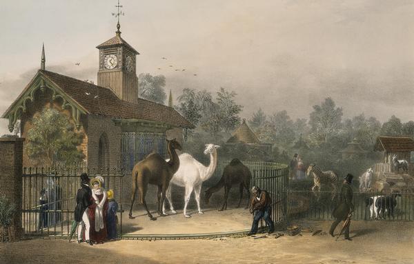 London zoo 1835